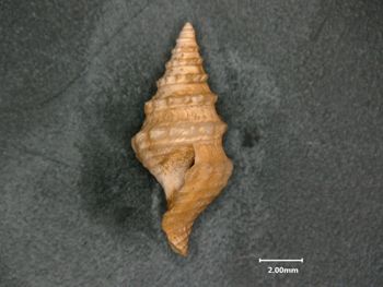 Media type: image;   Malacology 119126 Description: side view of shell;  Aspect: lateral
